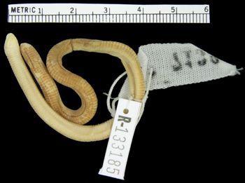 Media type: image; Herpetology R-133185
